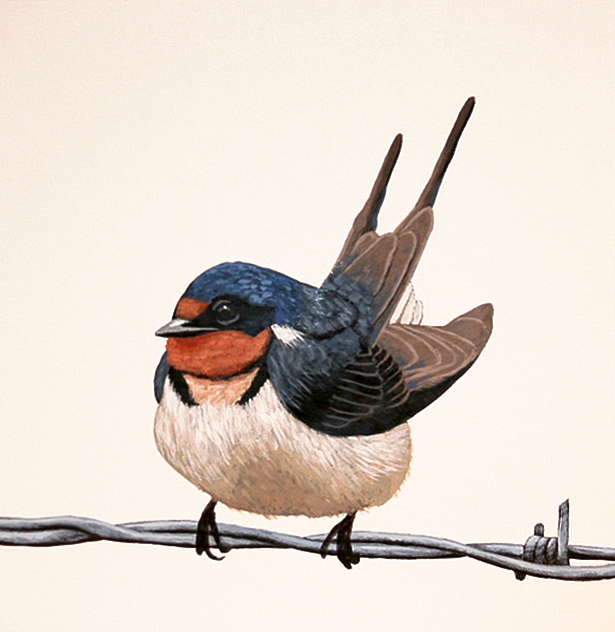 Barn Swallow